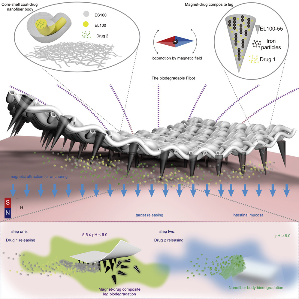 Biodegradable millirobots for anchoring and adaptive stepwise drug release.