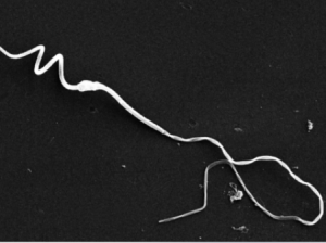 Bioinspired propulsion, locomotion, and adaptive motion.